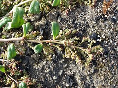 calyptridium monandrum